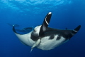   rare squadron Giant Pacific Manta Rays. These giants measure 18 ft. wingtip wingtip. This special day mantas were chasing each playful frenzy. Rays ft frenzy  
